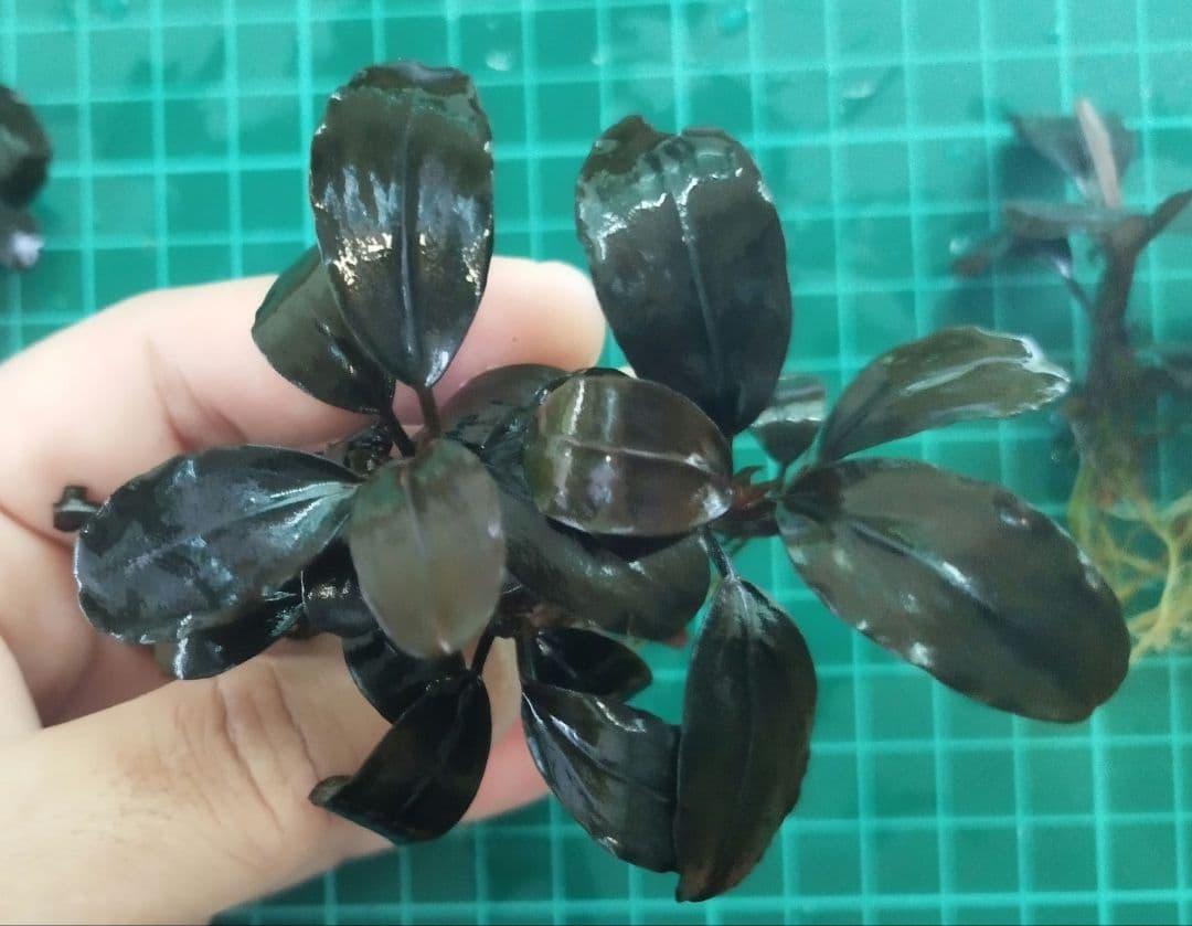 ブセファランドラspブラックロックヘレナ 　 3群生株