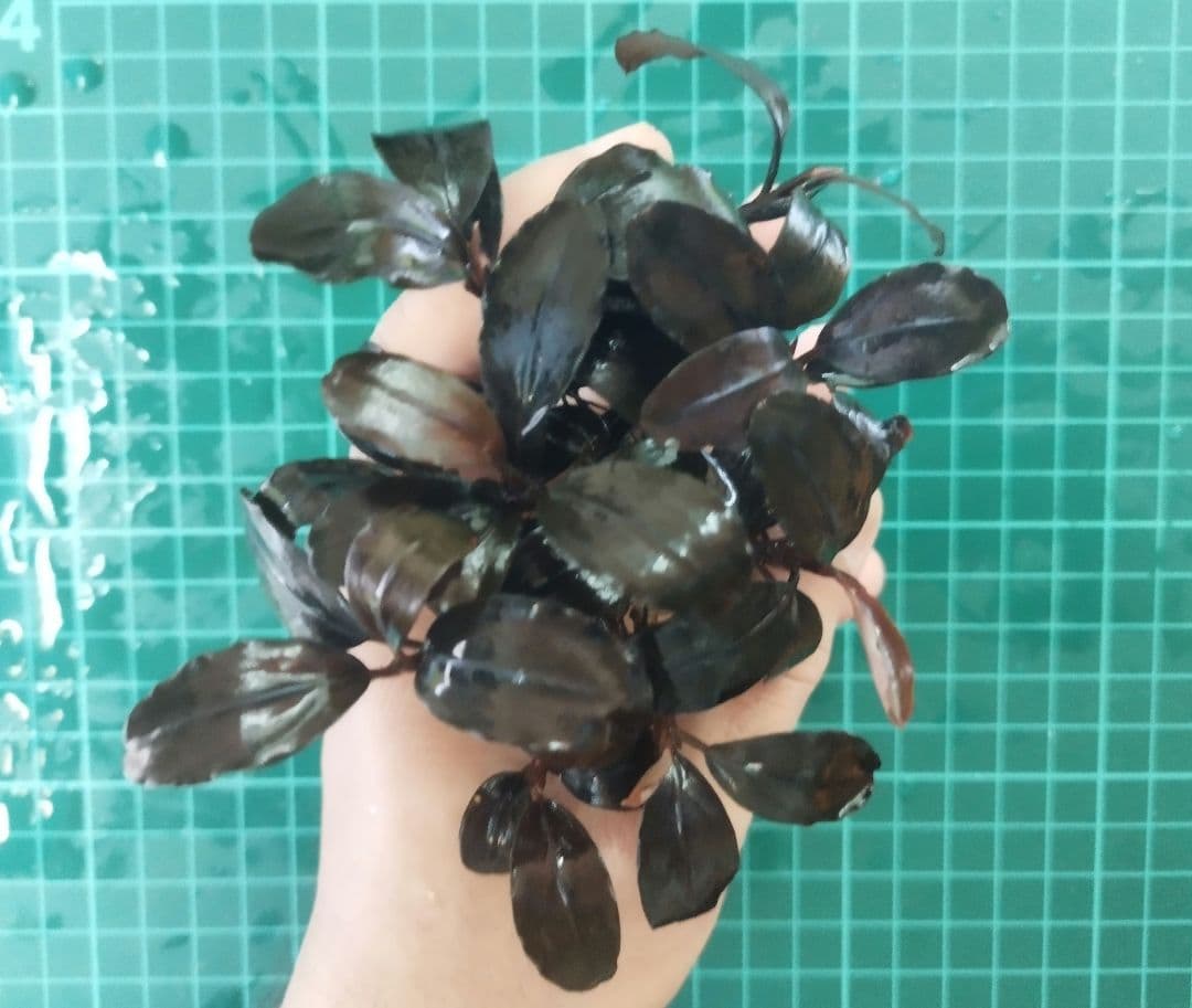 ブセファランドラspブラックロックヘレナ 　 3群生株