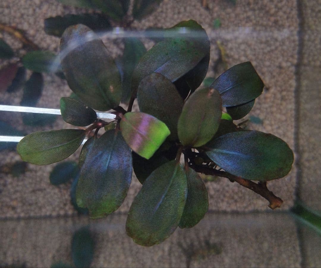 ブセファランドラspブラックロックヘレナ 　 3群生株