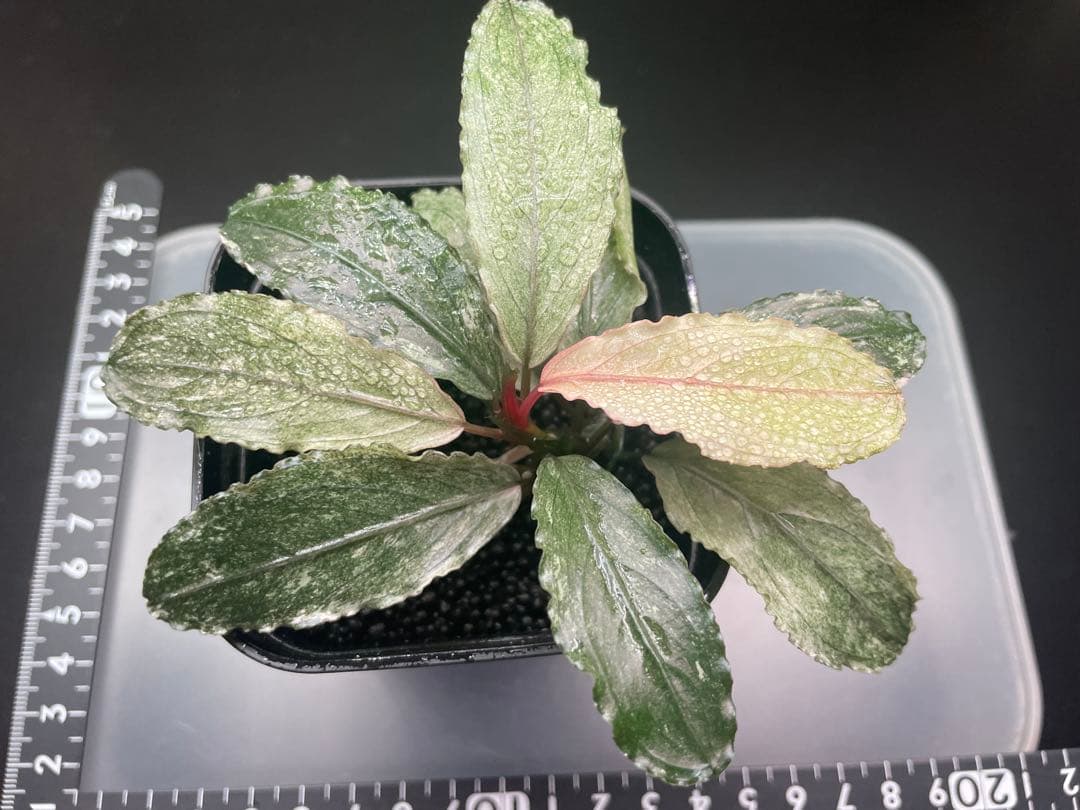 k*m様 ブセファランドラ sp ピンクバリエガータ[水上育成]