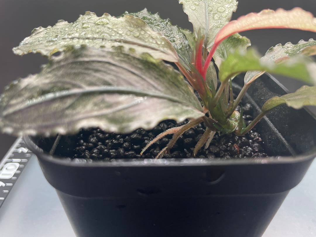 k*m様 ブセファランドラ sp ピンクバリエガータ[水上育成]