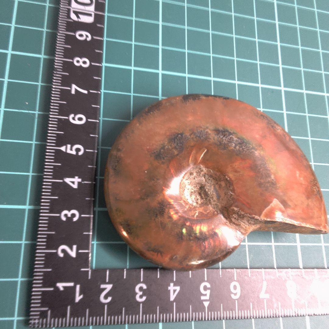 小物１ アンモナイト化石 赤褐色