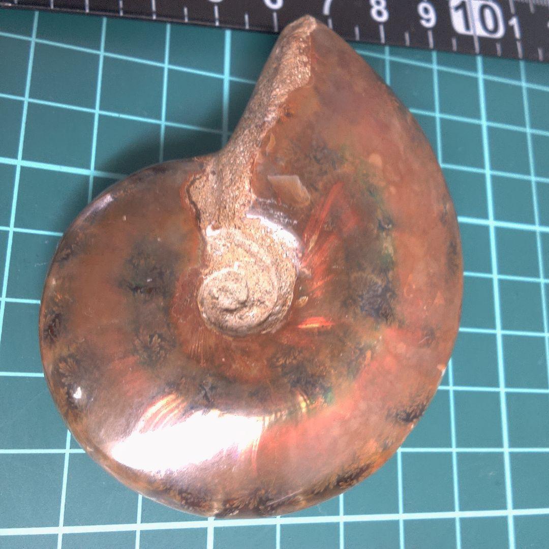 小物１ アンモナイト化石 赤褐色