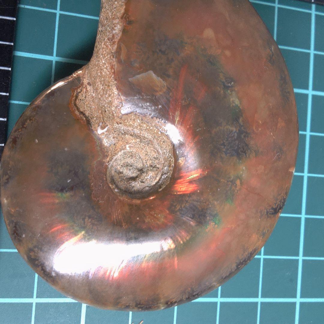 小物１ アンモナイト化石 赤褐色