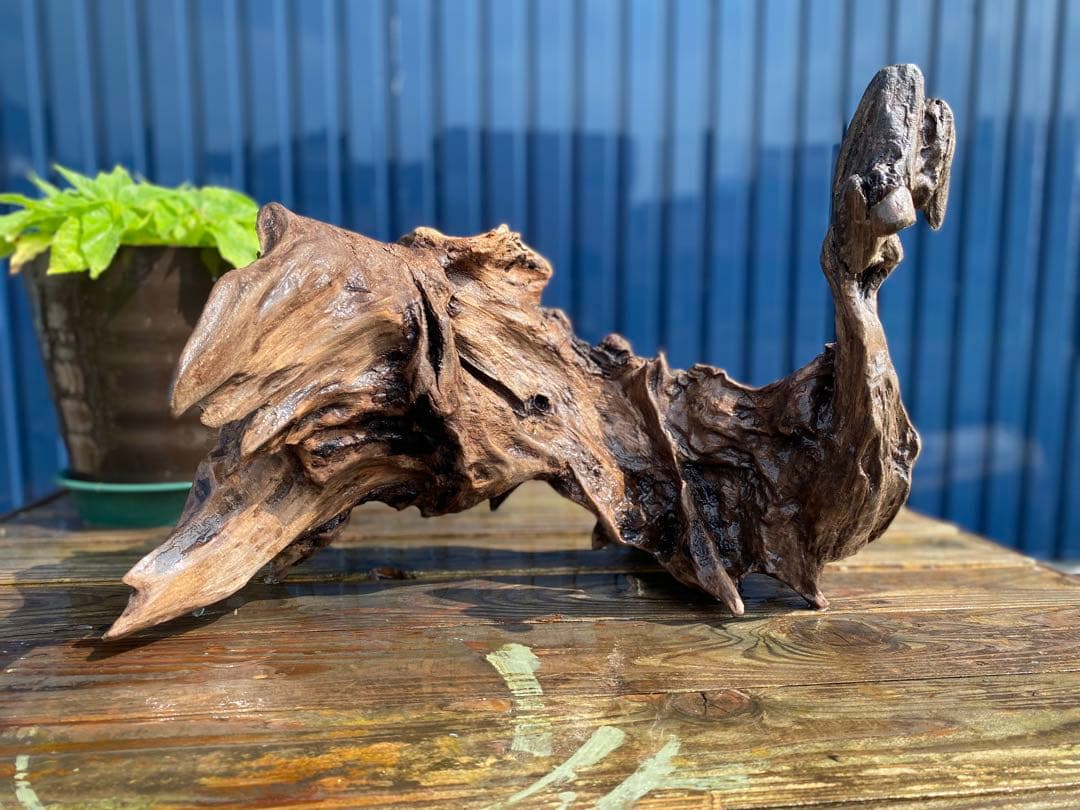 流木 大サイズ A800 ホーンウッド