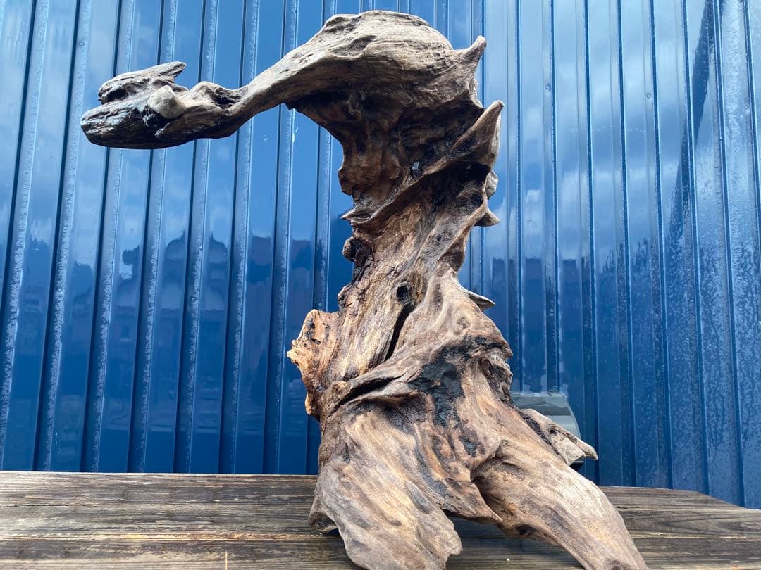 流木 大サイズ A800 ホーンウッド