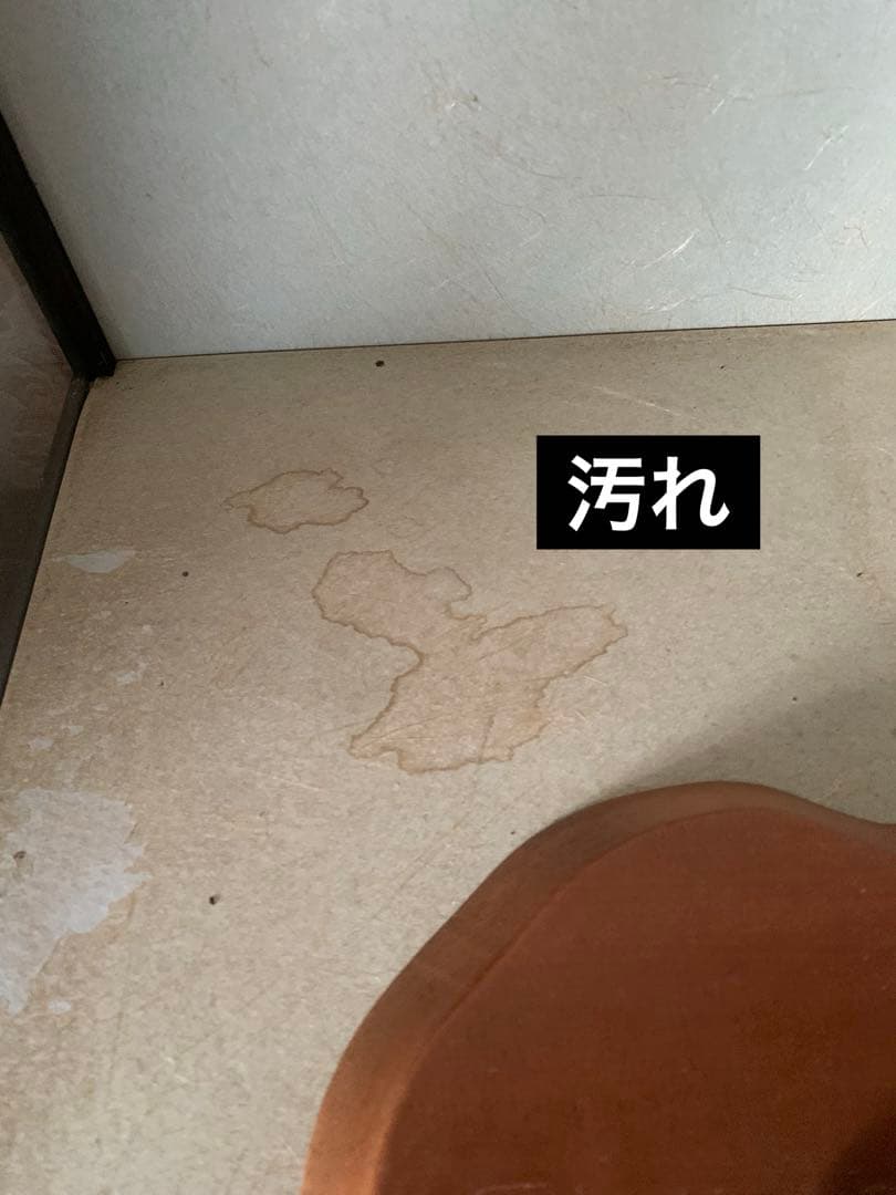 風鳥 極楽鳥 剥製 インテリア アンティーク レトロ ヴィンテージ アート