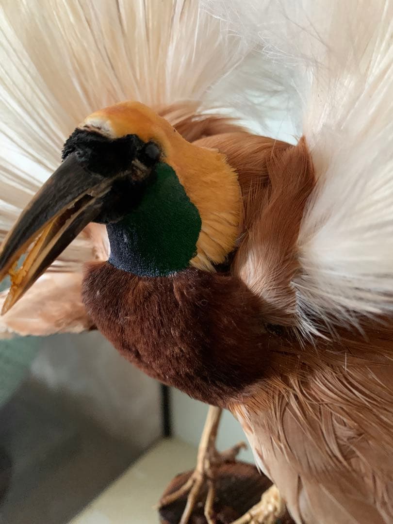 風鳥 極楽鳥 剥製 インテリア アンティーク レトロ ヴィンテージ アート