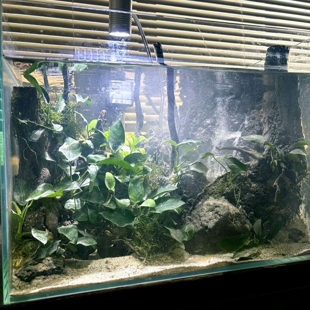 砂の滝の流れるアクアテラリウム　アクアリウム　No.1137