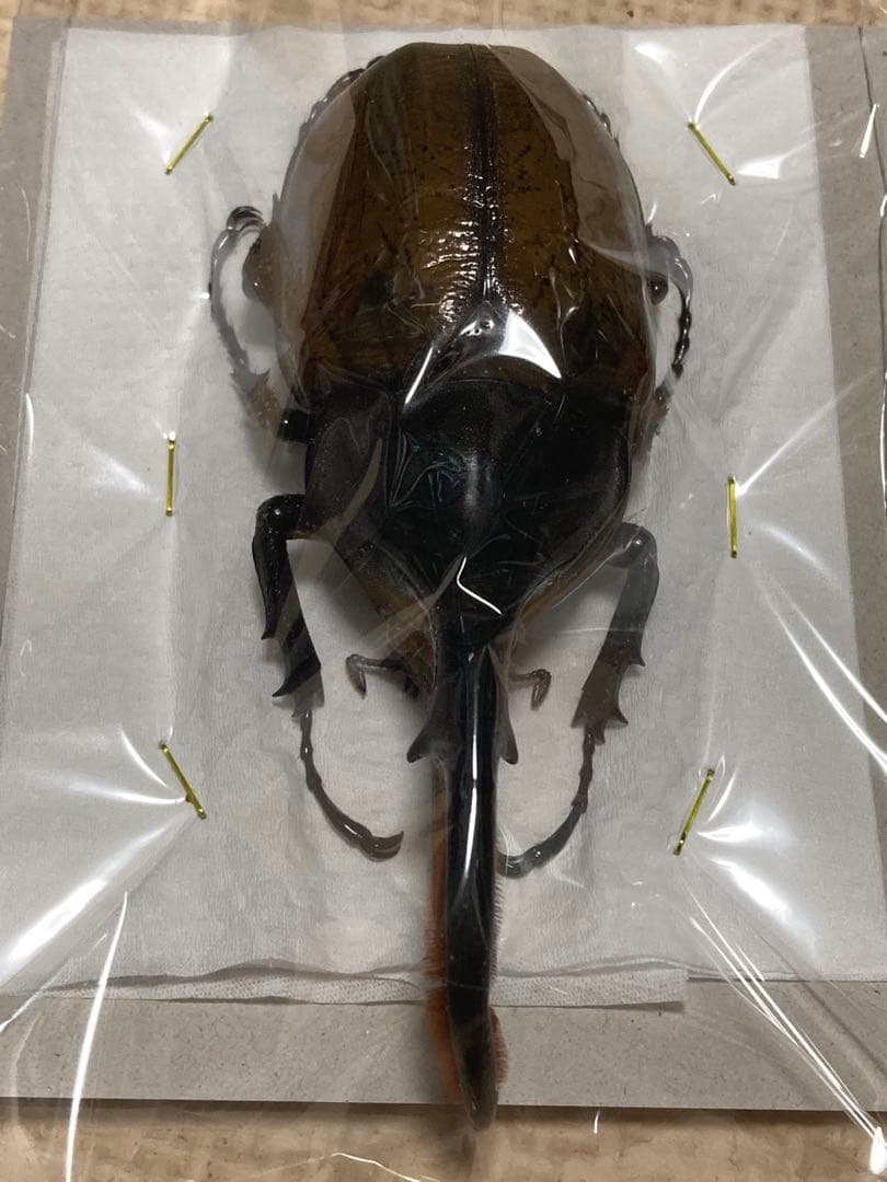 標本　ヘラクレスリッキー