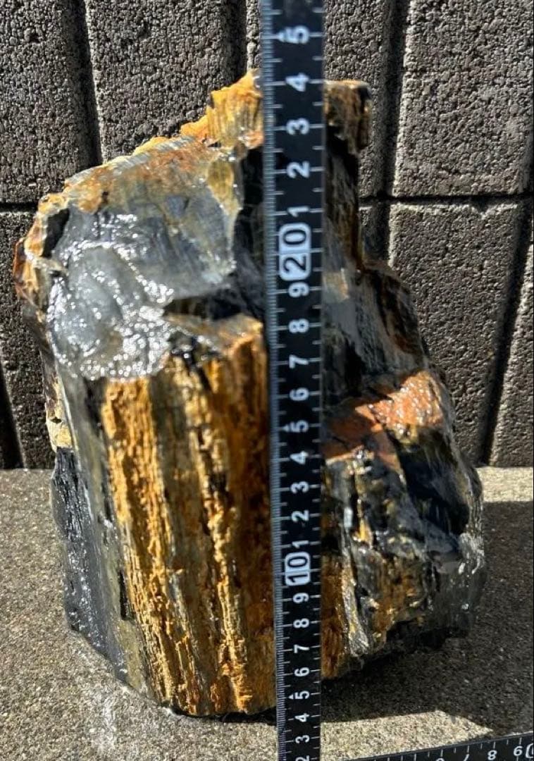 北海道　遠軽町瀬戸瀬産　特大　木化石　パワーストーン　5.4kg アクアリウム