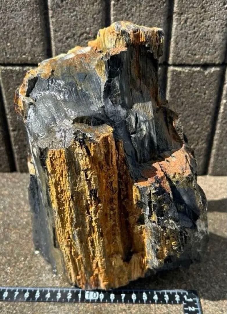 北海道　遠軽町瀬戸瀬産　特大　木化石　パワーストーン　5.4kg アクアリウム