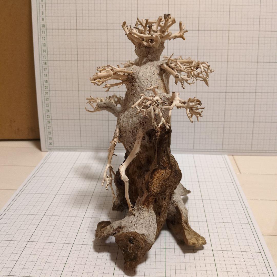 水槽用　盆栽流木