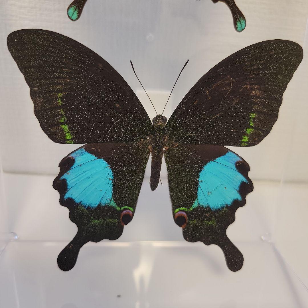 蝶の標本　インドの珍しいアゲハチョウ(A1)
