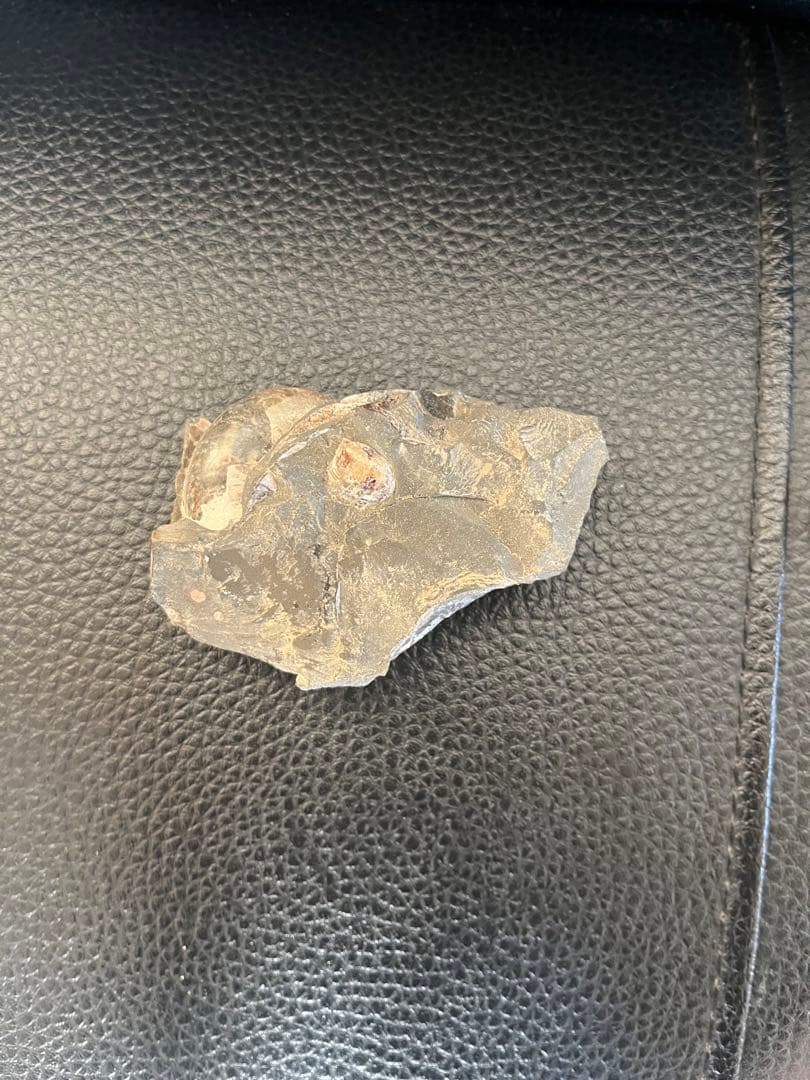 化石　7cm天然物につき個体差があり