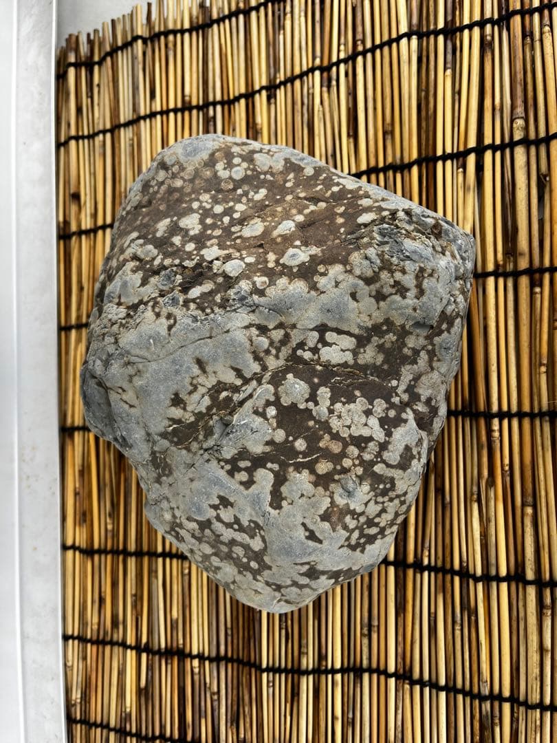 佐治石〈26〉【Taiyoメダカ】