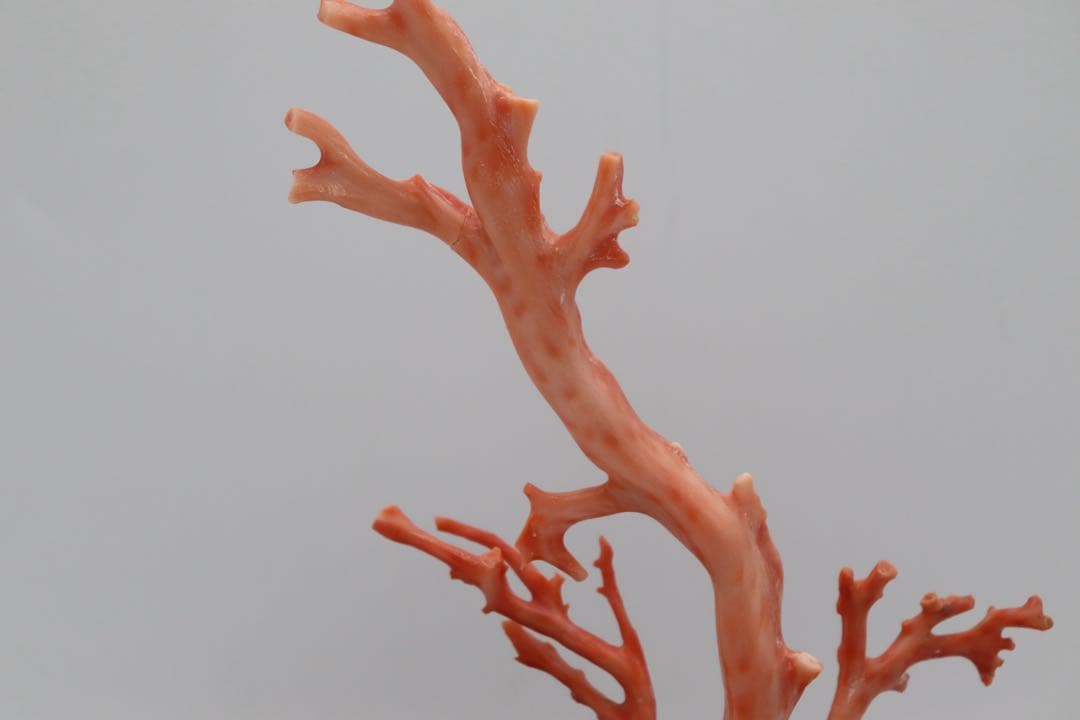 本珊瑚　黒柿台　桃色珊瑚　置物　960g 送料込み250731