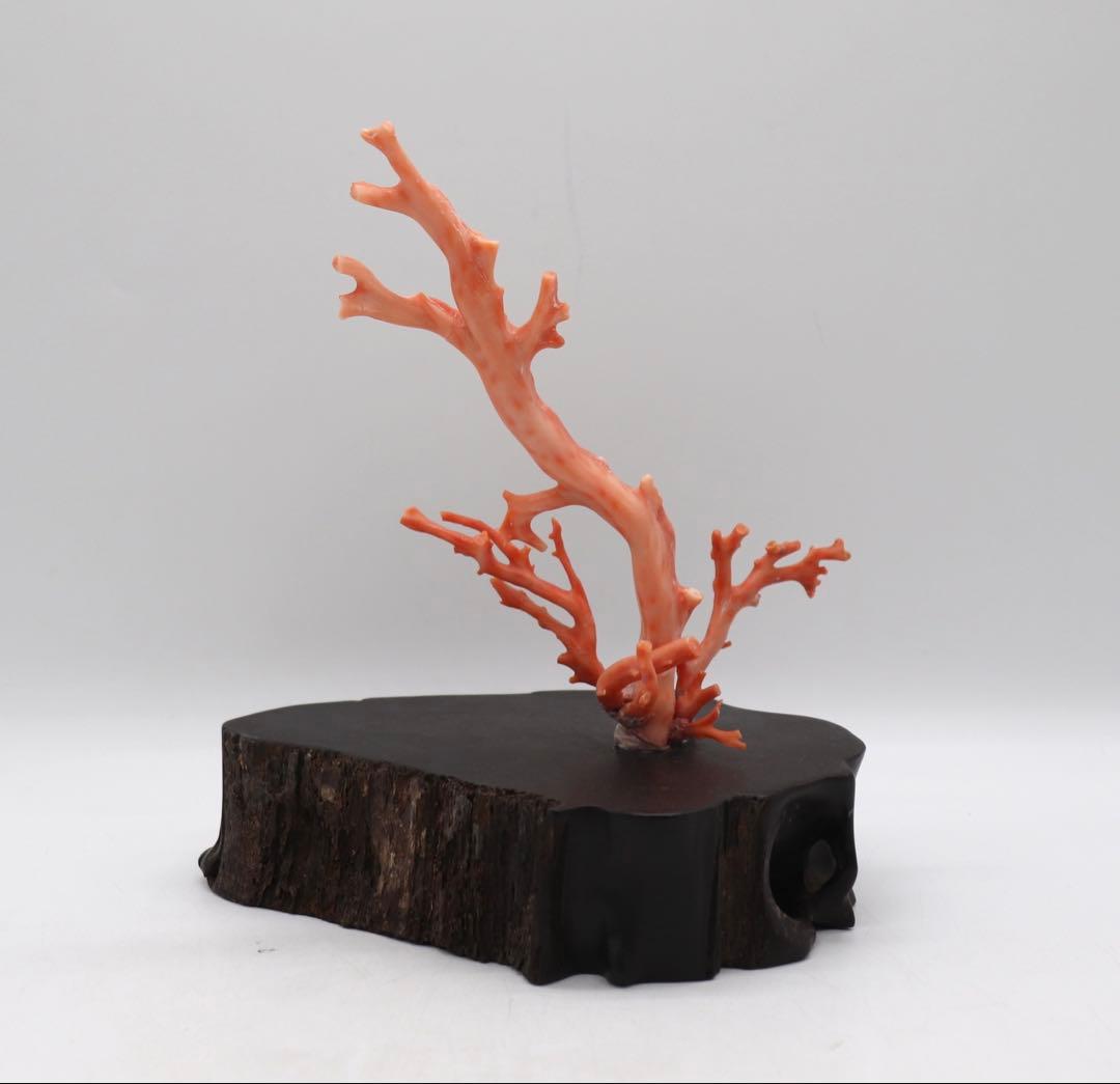 本珊瑚　黒柿台　桃色珊瑚　置物　960g 送料込み250731