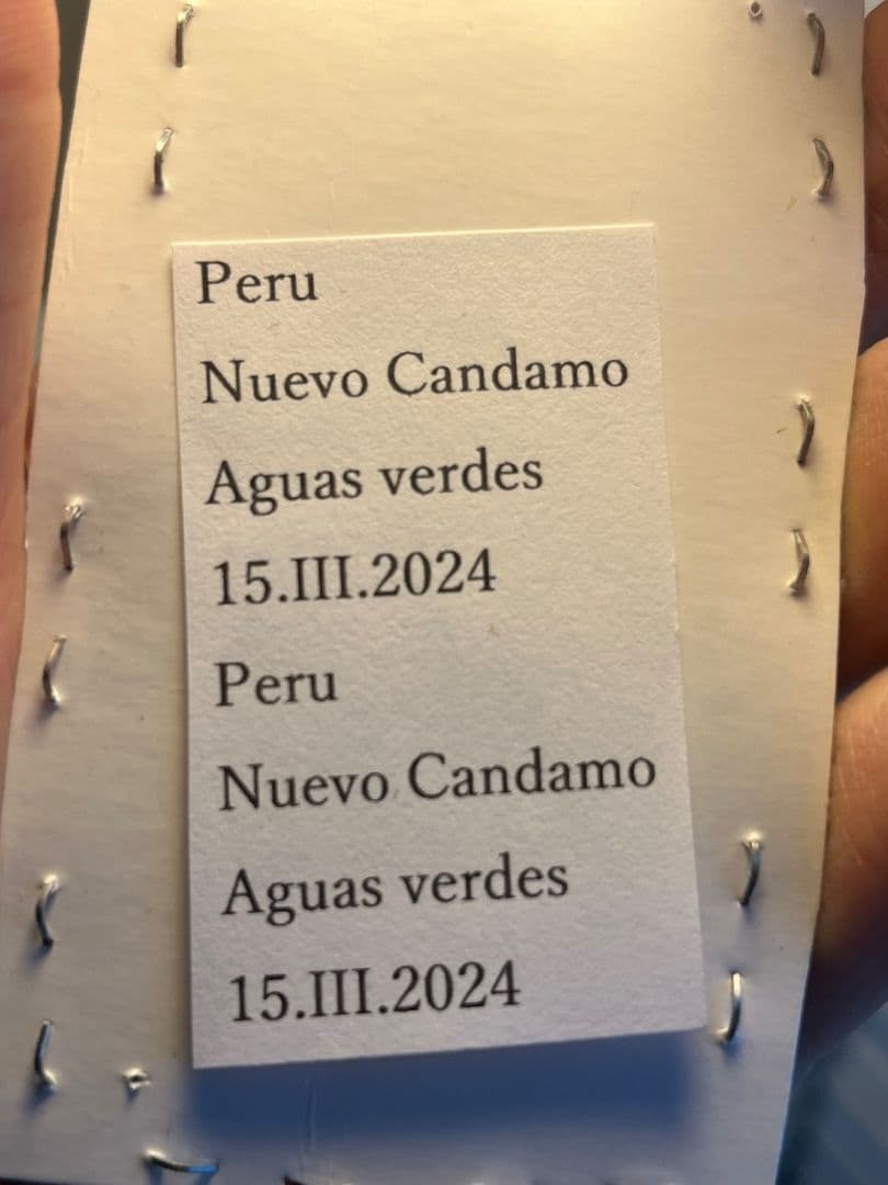 【極小】マンモスゴキブリ ナンベイオオチャバネゴキブリ ローチ　昆虫標本