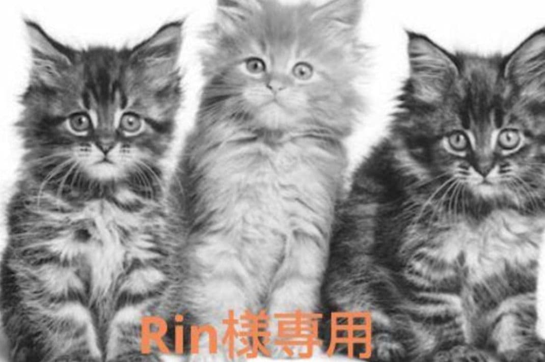 Rin　ニュートロ ワイルドレシピ 猫　3種類2セットずつ　 1kg