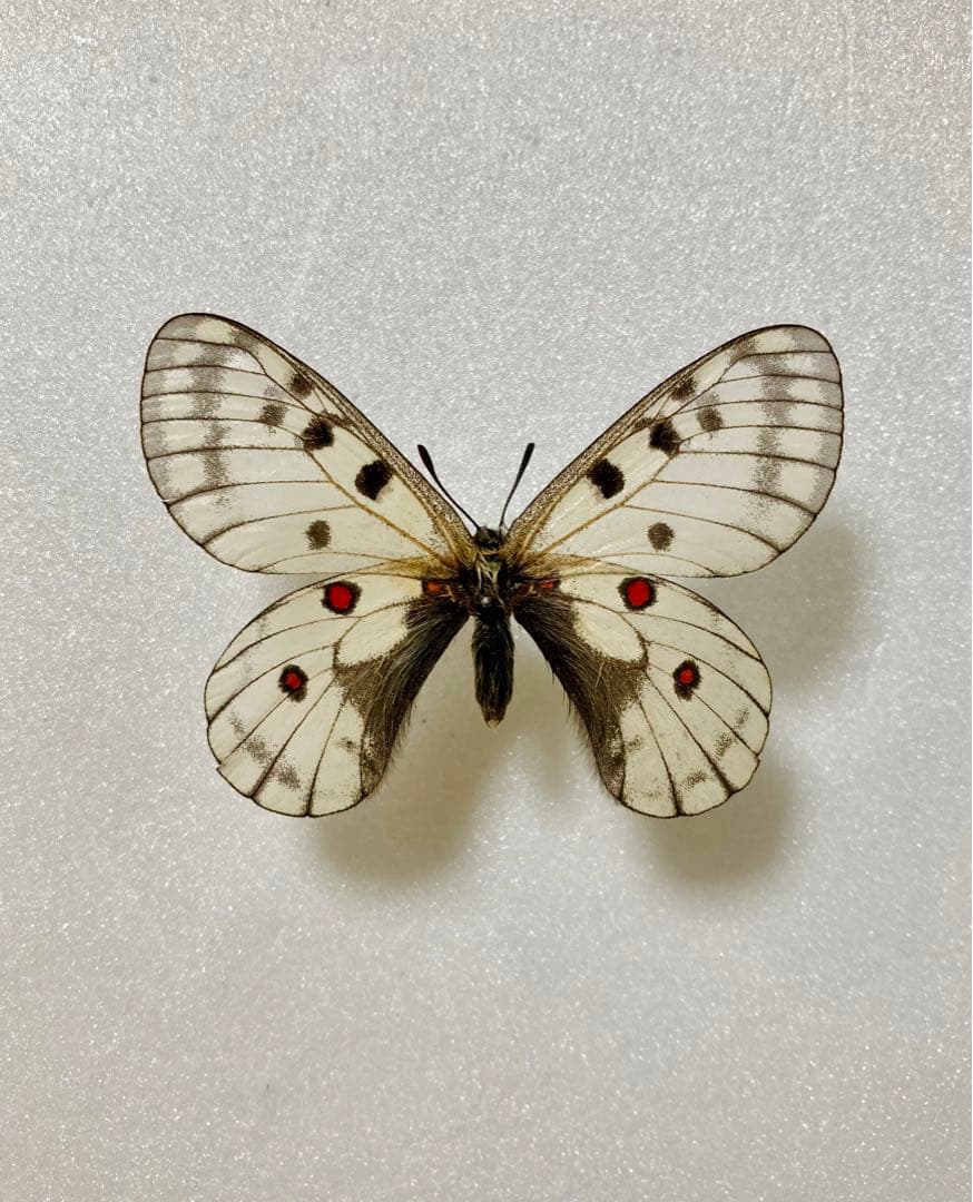 パルナシウス・ブレメリ（1オス・韓国）