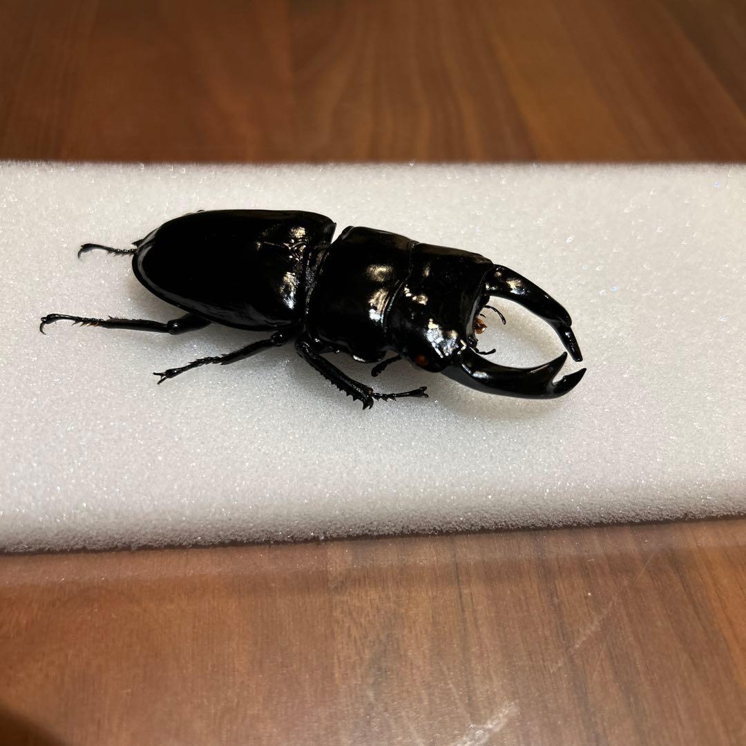 国産大クワガタ 標本 黒色 約7.7cm