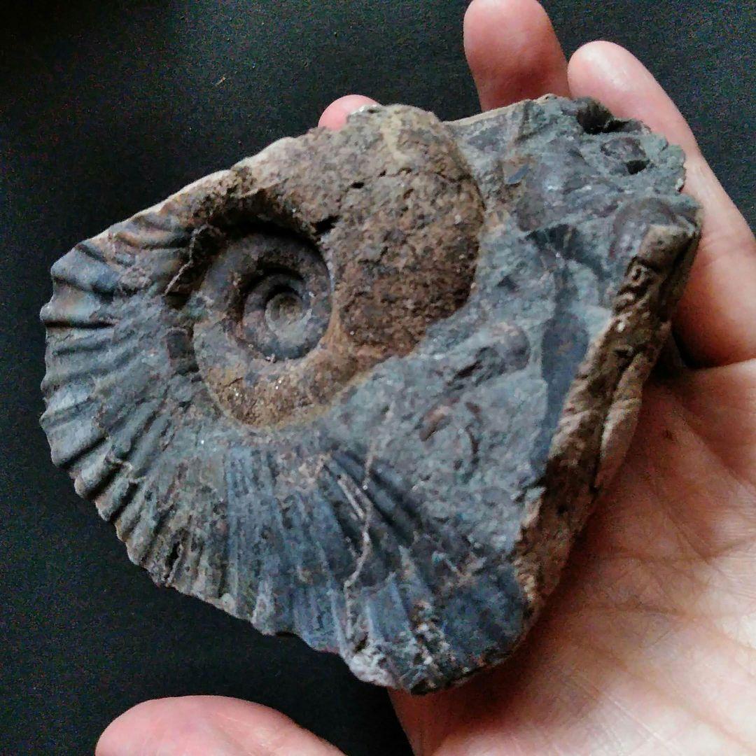 化石　標本　ノジュール原石　アンモナイト　国産　球状コンクリーション