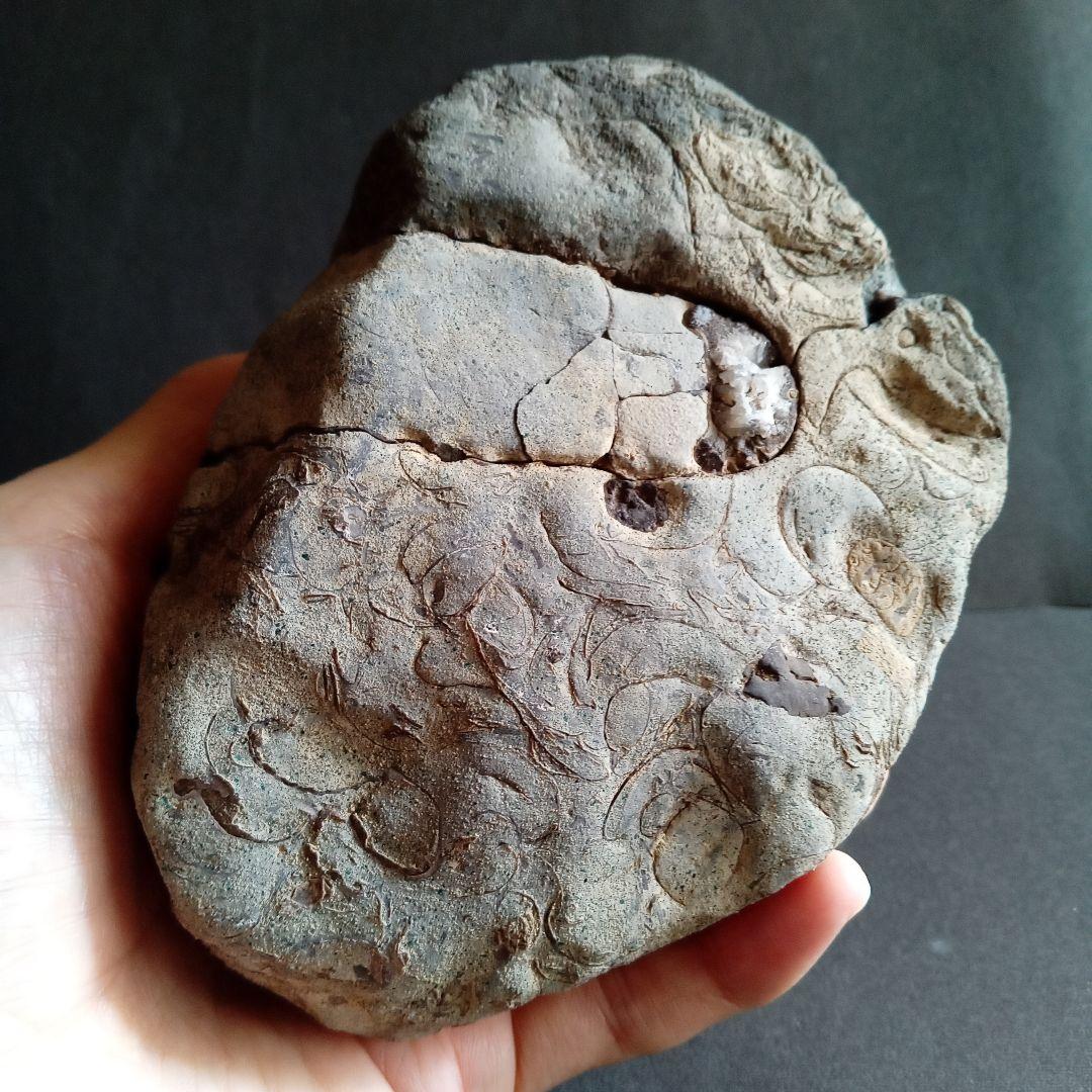 化石　標本　ノジュール原石　アンモナイト　国産　球状コンクリーション
