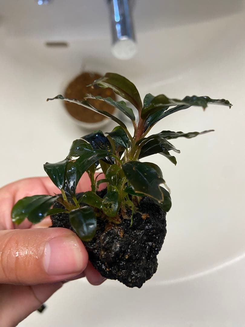 水草 Bucephalandra sp.Blue Purple