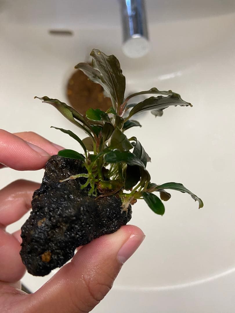 水草 Bucephalandra sp.Blue Purple