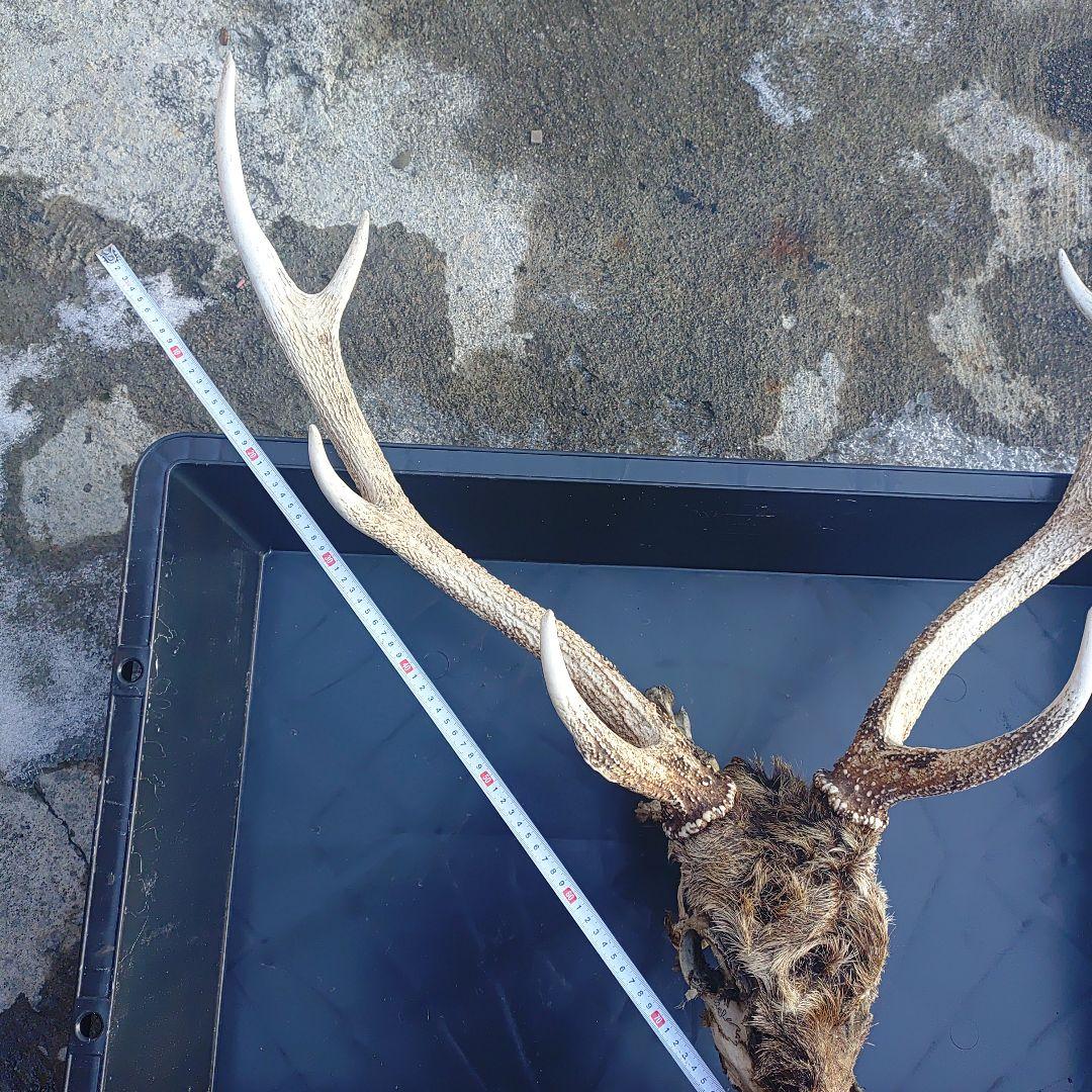 新年思い切って値引き。蝦夷鹿の頭骨 標本用 自然乾燥済み 毛、顎付き。珍しい