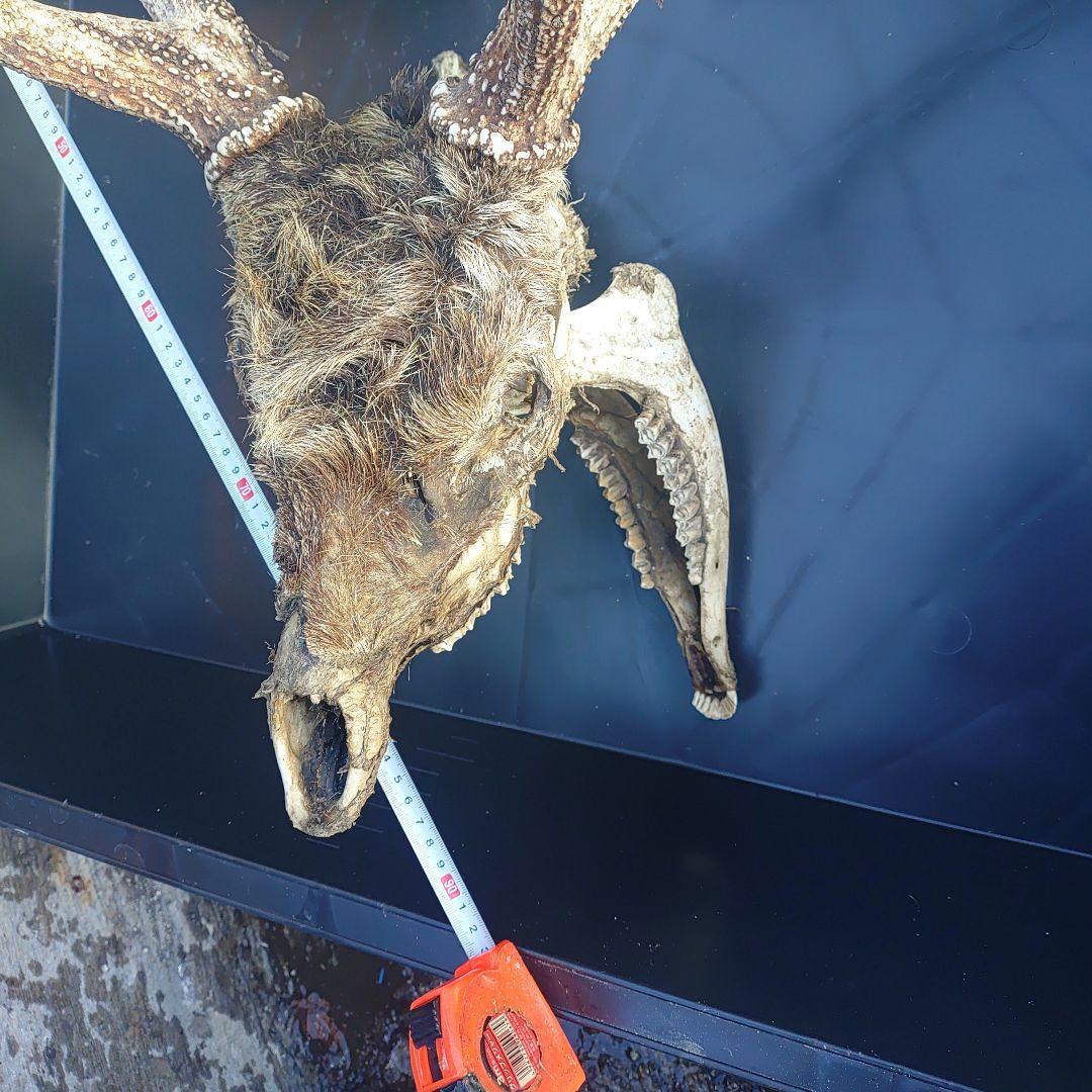 新年思い切って値引き。蝦夷鹿の頭骨 標本用 自然乾燥済み 毛、顎付き。珍しい