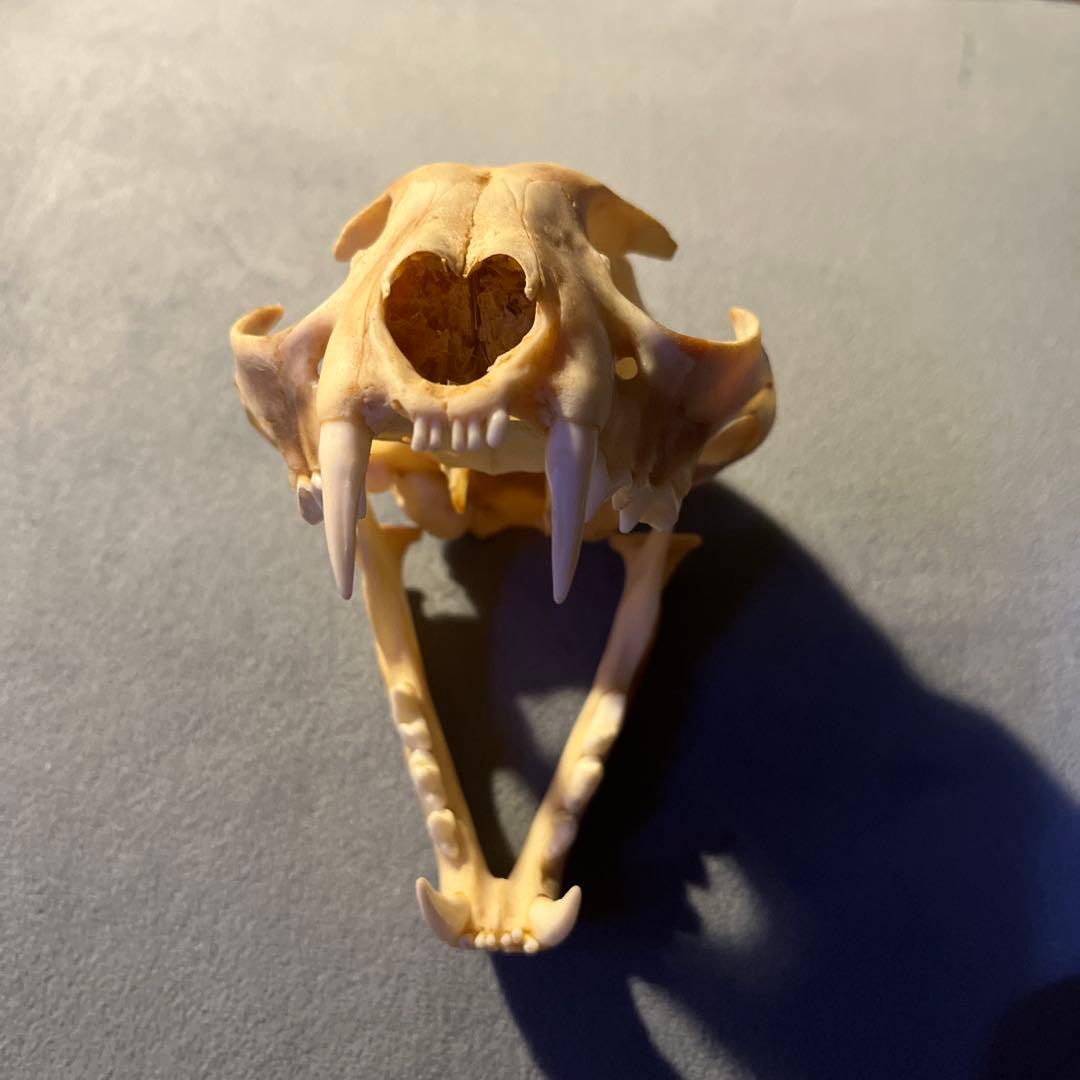 ボブキャット　頭骨　標本　骨格