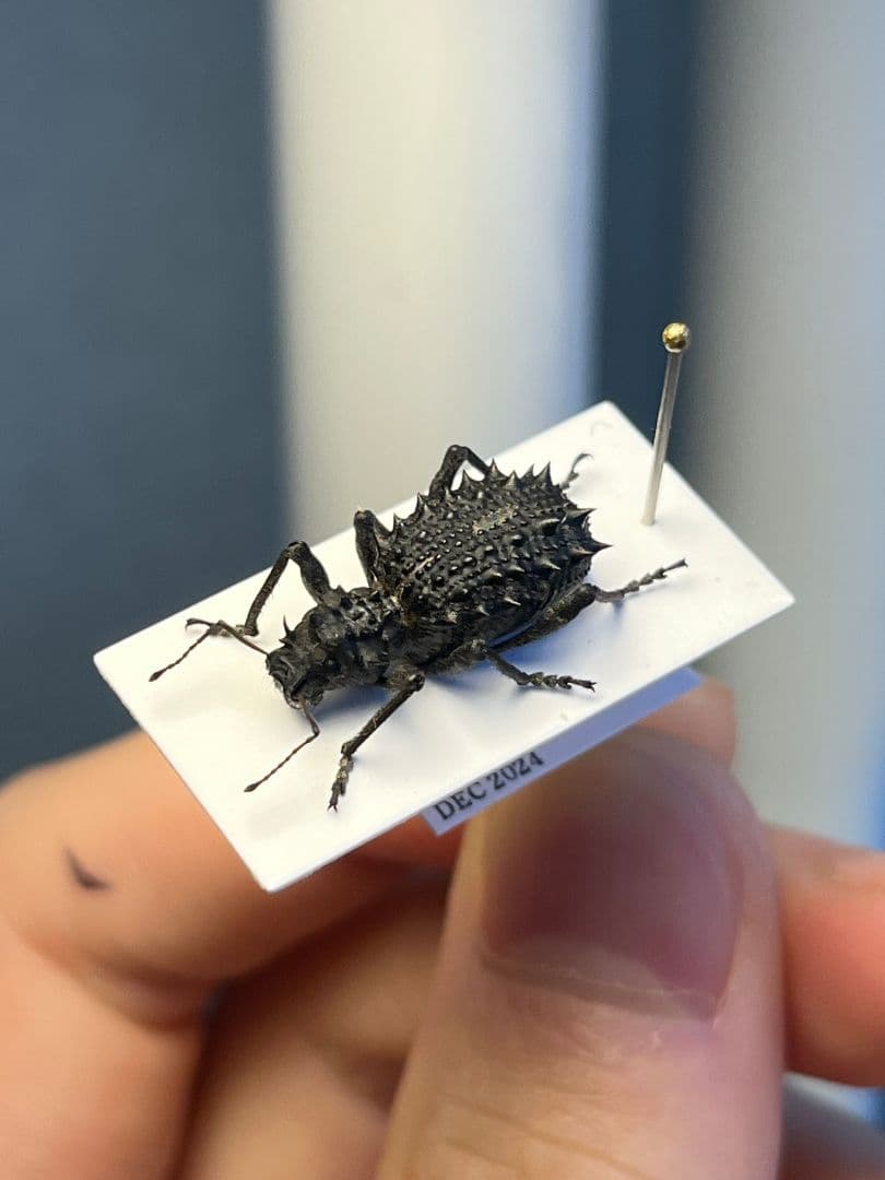 【18mm】トゲトゲヘンテコゾウムシ Acantholophus 標本