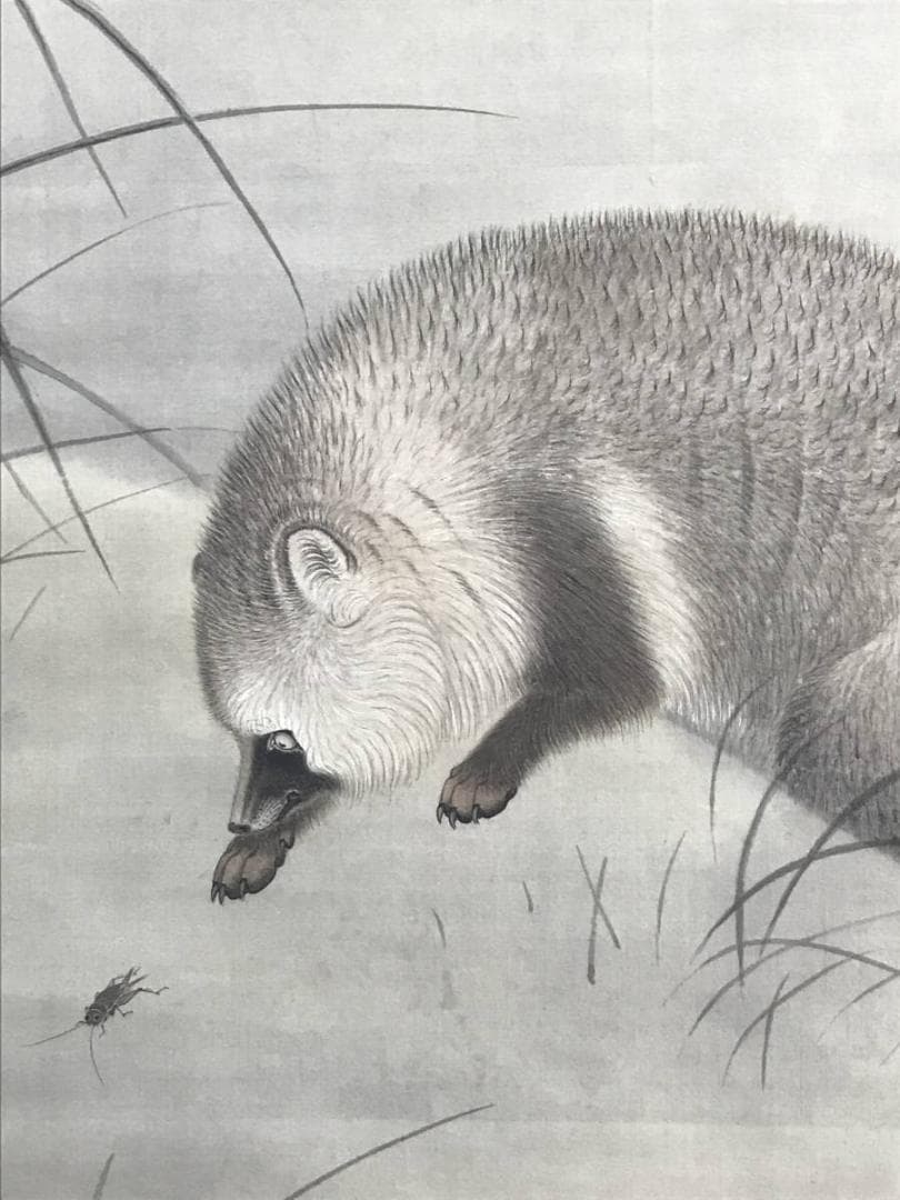 【真作】晴雲/月下狸図/タヌキ図/花鳥図/掛軸/名家伝来/AC-670