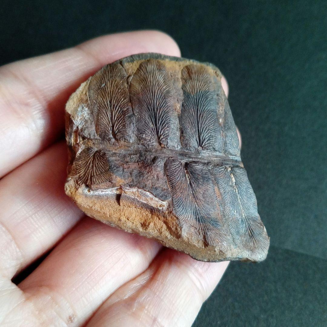 化石標本　植物　古生代　石炭紀　シダ種子類