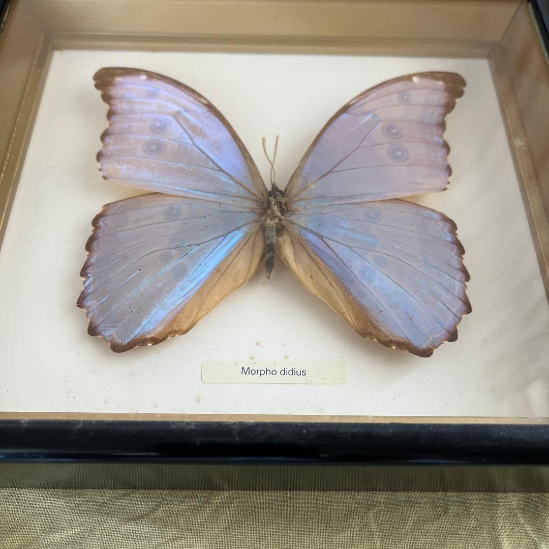 Morpho didius 標本