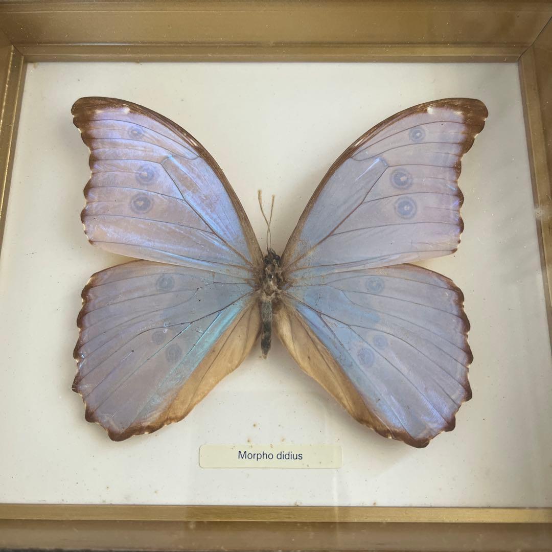 Morpho didius 標本