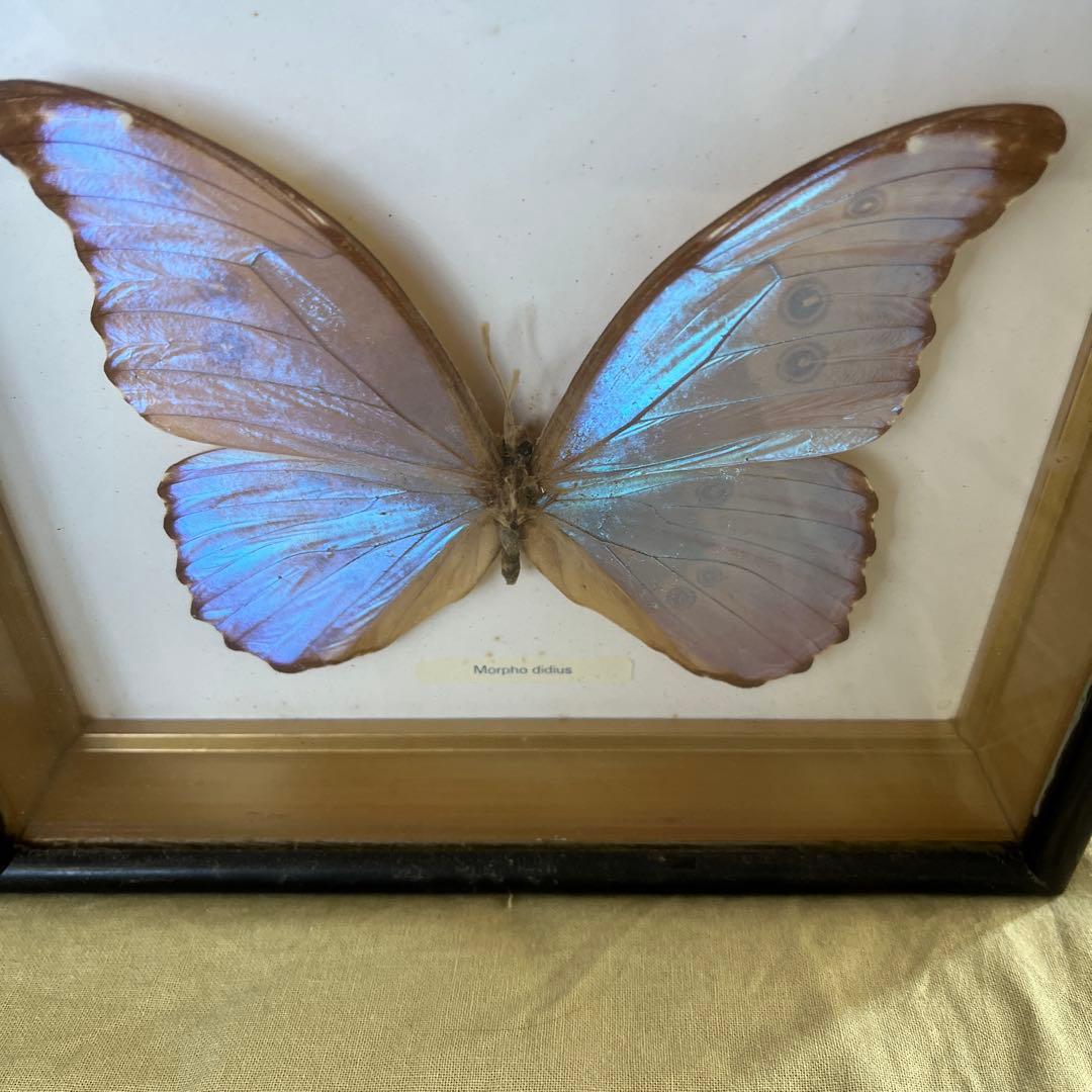 Morpho didius 標本