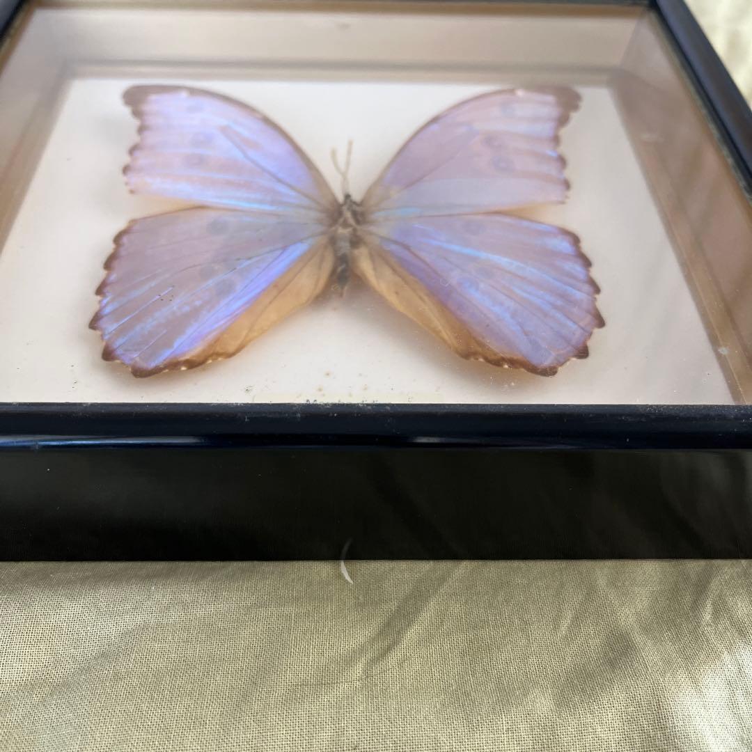 Morpho didius 標本