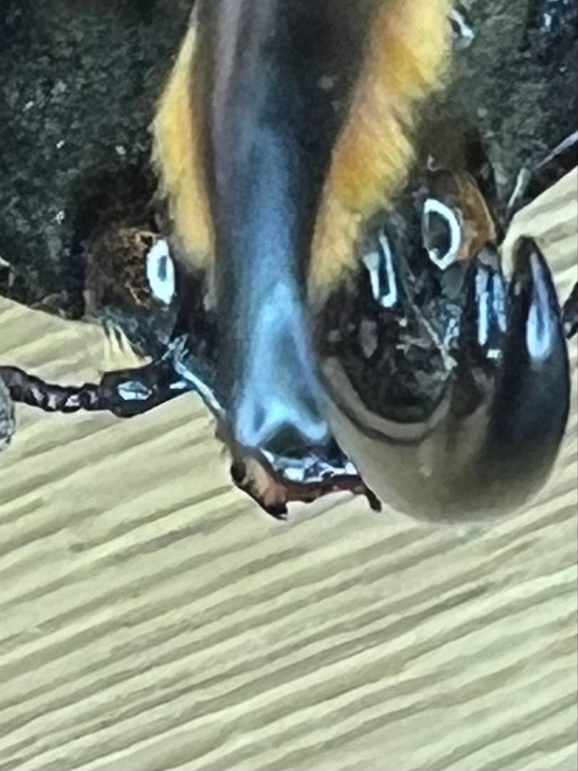 モリシマイ　ヘラクレス　標本　115ミリ