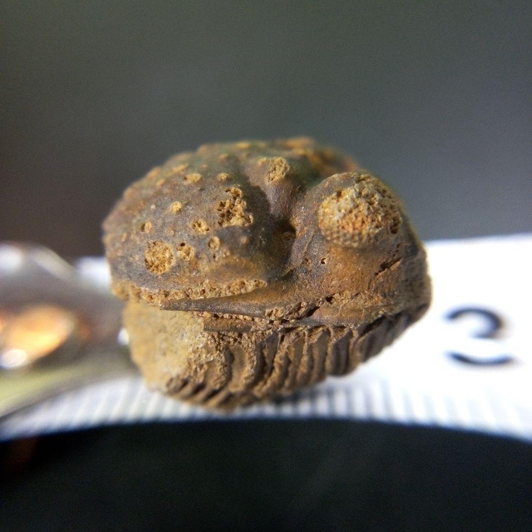 三葉虫　化石　fossil　ボリビア産　trilobite　Bolivia化石⑩