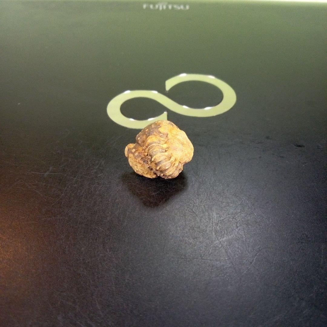 三葉虫　化石　fossil　ボリビア産　trilobite　Bolivia化石⑩