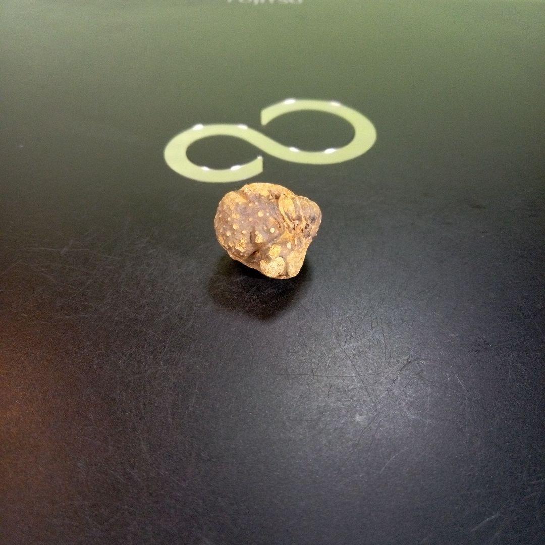 三葉虫　化石　fossil　ボリビア産　trilobite　Bolivia化石⑩