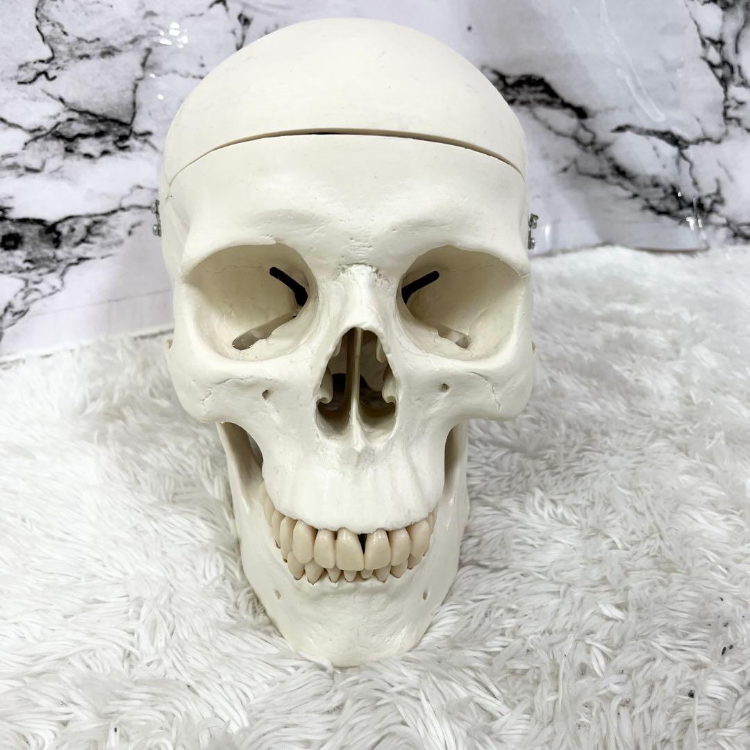 3B Scientific GmbH 頭蓋骨 模型 医学 骨標本 ドイツ製