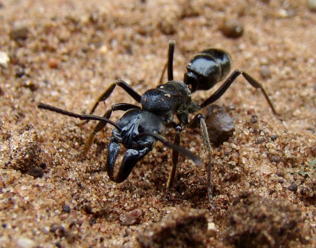 昆虫標本 未展脚標本 アフリカ産 タルサトゥスフトハリアリ 悪臭アリ 女王蟻