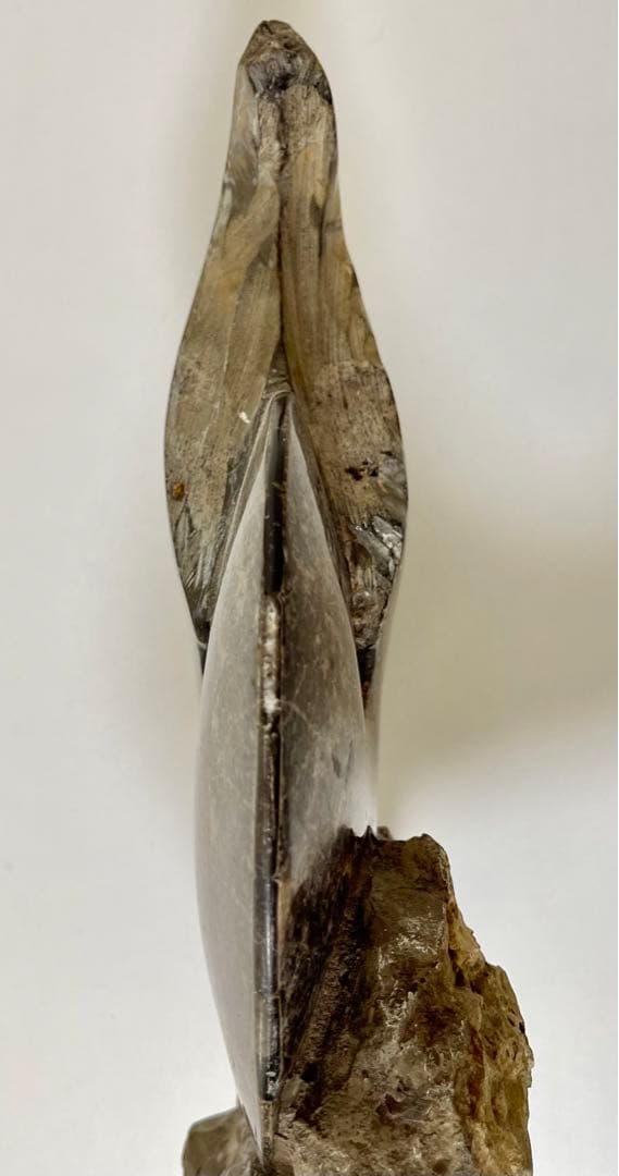 アンモナイト 化石 メキシコ産 大型 5.7kg 貴重 海外持出禁止◆入手困難