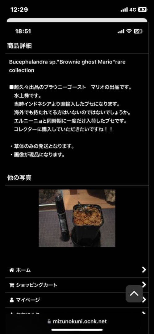 水草 Bucephalandra sp. Brownie ghost Mario