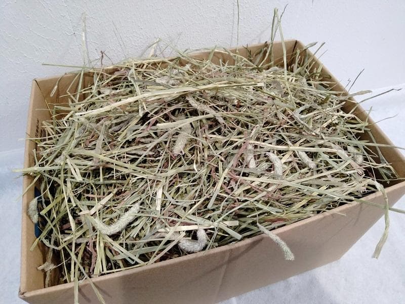 【12/30まで】 カナダ産 チモシー 50kg スーパープレミアム １番刈り