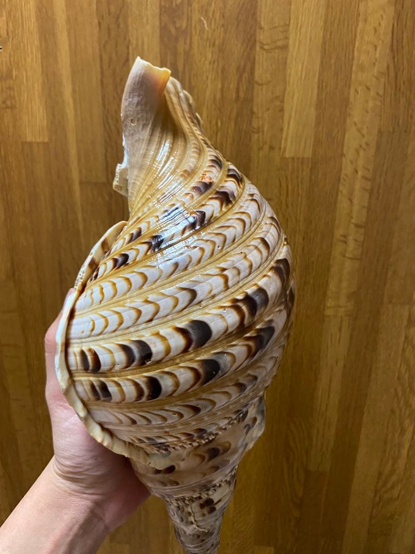 法螺貝　ホラ貝　36cm 650g